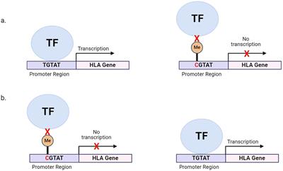 Variation within the non-coding genome influences genetic and epigenetic regulation of the human leukocyte antigen genes